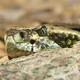 Image for article titled The snake whose bite can send you back through puberty